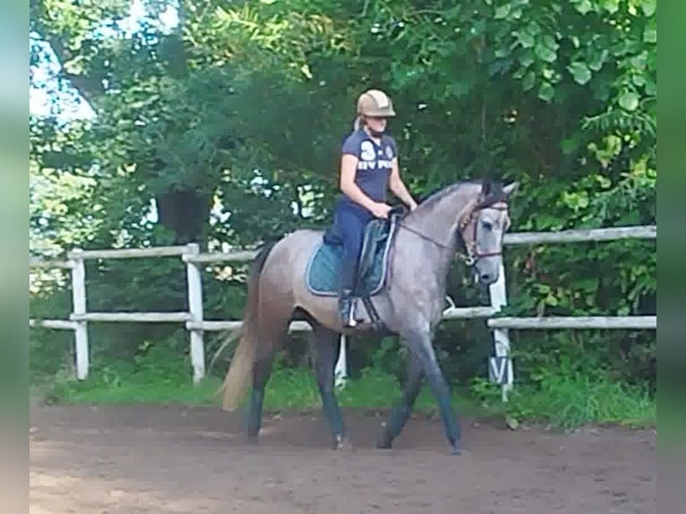 PRE Mix Mare 4 years 15,2 hh Gray in Drage