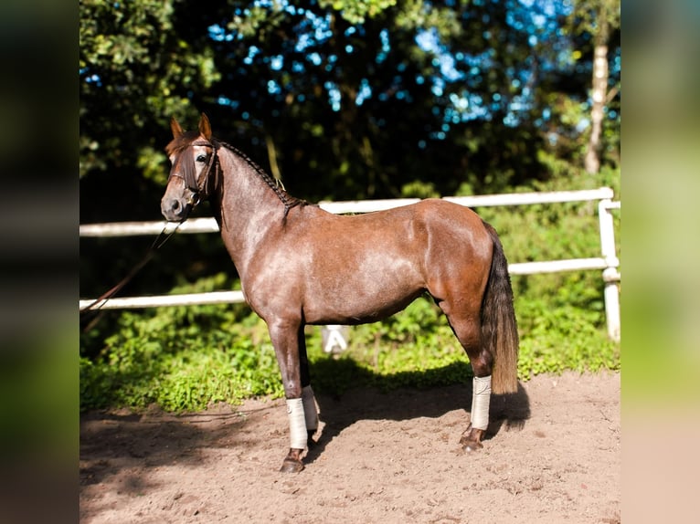 PRE Mare 4 years 15,2 hh Gray in Drage