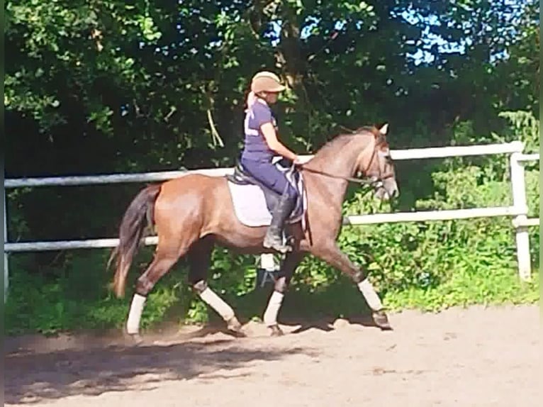 PRE Mare 4 years 15,2 hh Gray in Drage