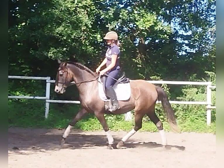 PRE Mare 4 years 15,2 hh Gray in Drage