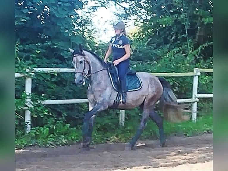 PRE Mix Mare 4 years 15,2 hh Gray in Drage