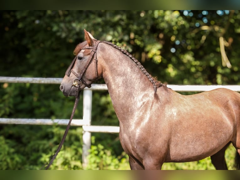 PRE Mare 4 years 15,2 hh Gray in Drage