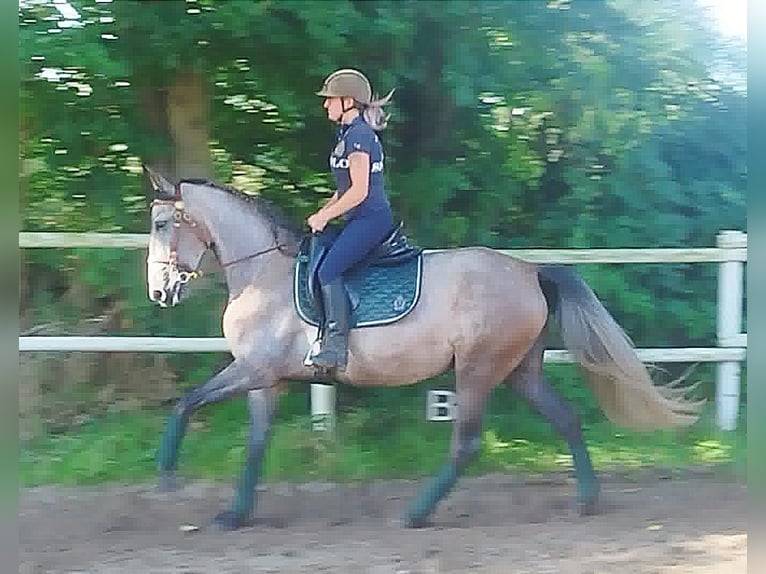 PRE Mix Mare 4 years 15,2 hh Gray in Drage