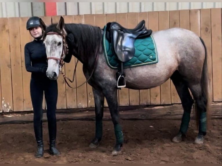 PRE Mix Mare 4 years 15,2 hh Gray in Drage