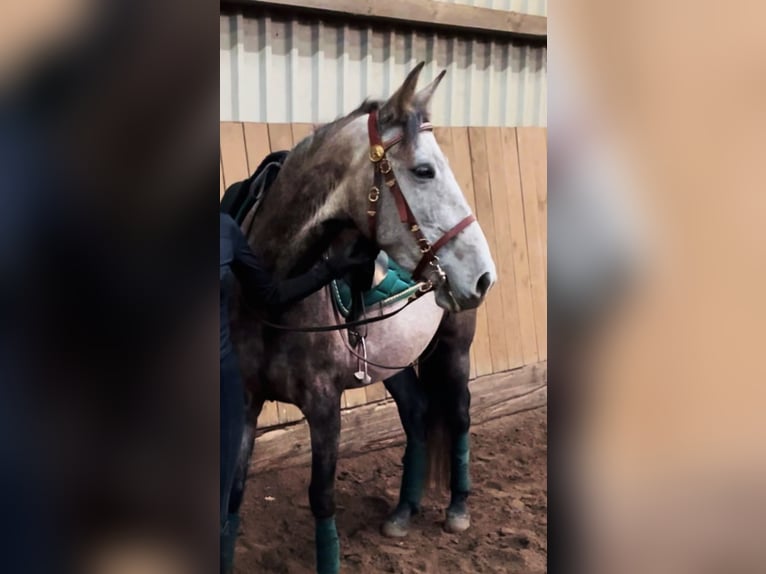 PRE Mix Mare 4 years 15,2 hh Gray in Drage