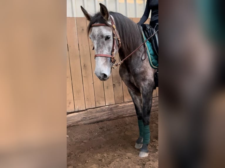 PRE Mix Mare 4 years 15,2 hh Gray in Drage