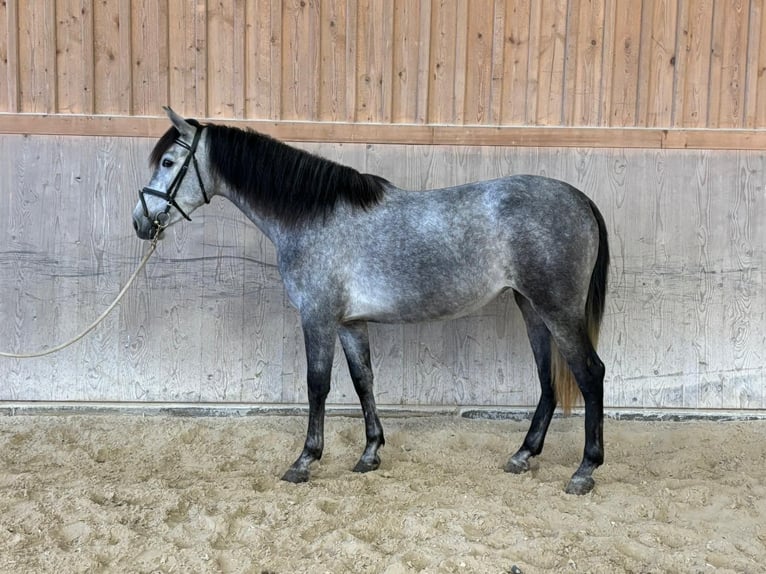 PRE Mix Mare 4 years 15,2 hh Gray in Wellheim