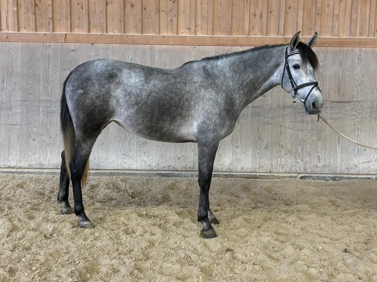 PRE Mix Mare 4 years 15,2 hh Gray in Wellheim