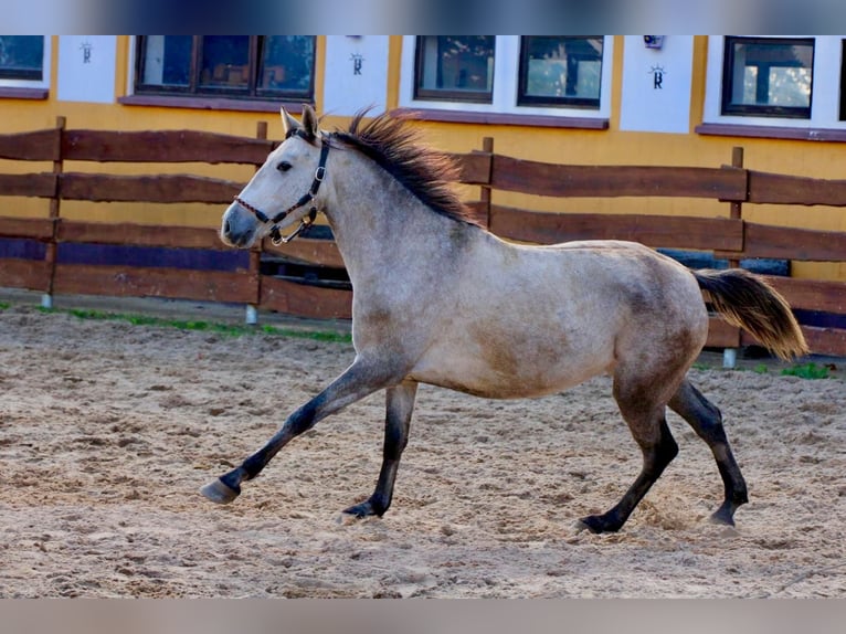 PRE Mare 4 years 15.2 hh Grey-Dapple in Polenz