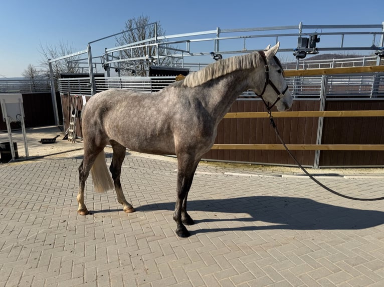 PRE Mare 4 years 15.2 hh Grey-Dapple in Elbtal