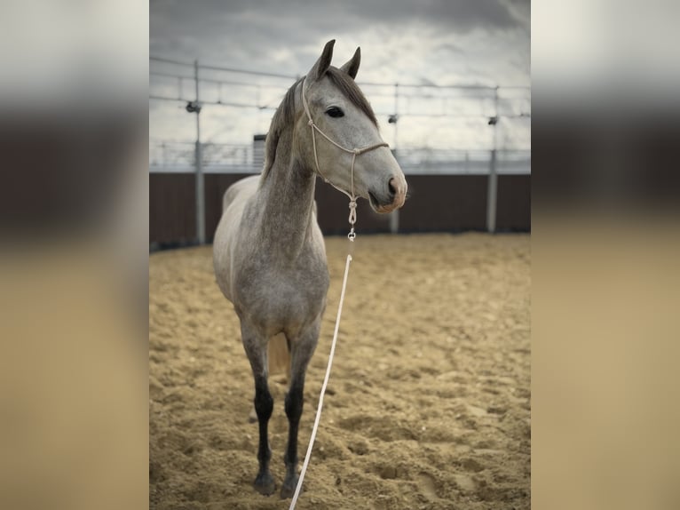 PRE Mare 4 years 15.2 hh Grey-Dapple in Elbtal