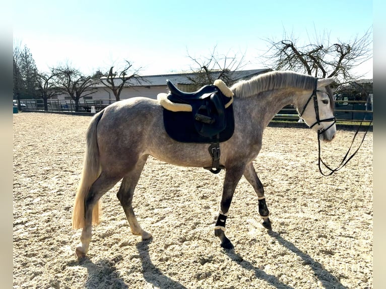 PRE Mare 4 years 15.2 hh Grey-Dapple in Elbtal