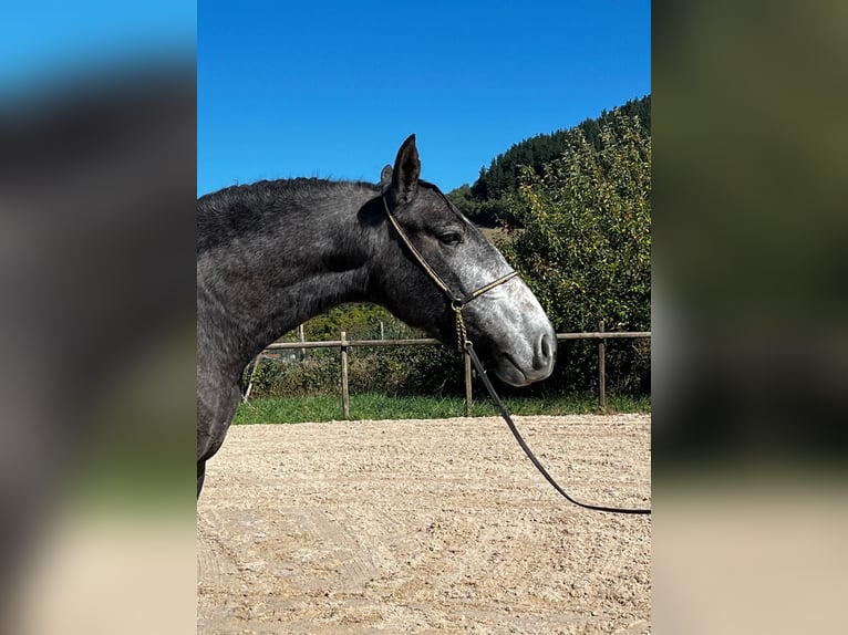 PRE Mare 4 years 15.2 hh Grey-Dapple in Lochen am See