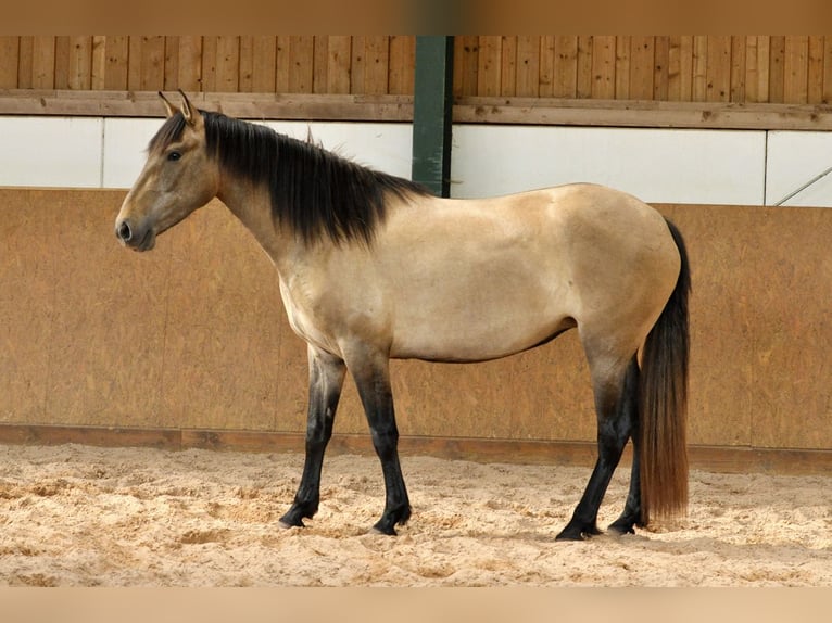 PRE Mix Mare 4 years 15.2 hh Grey in Waldhölzbach