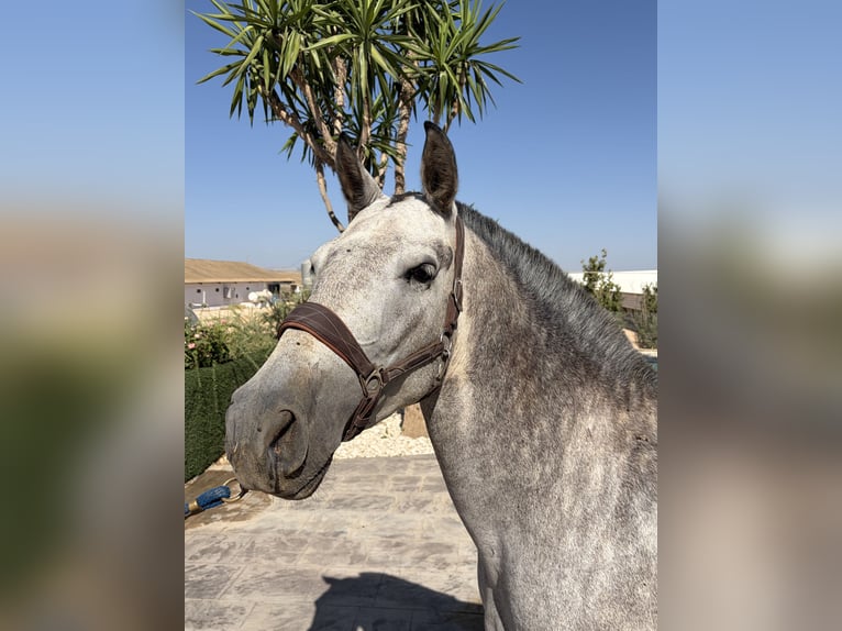 PRE Mare 4 years 15.2 hh Grey in Martin de la Jara