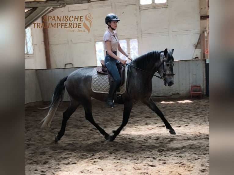 PRE Mare 4 years 15.2 hh Grey in Traventhal