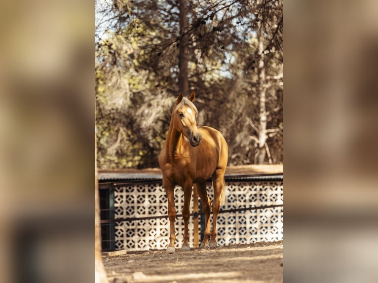 PRE Mix Mare 4 years 15.2 hh Palomino in Alcoi/Alcoy