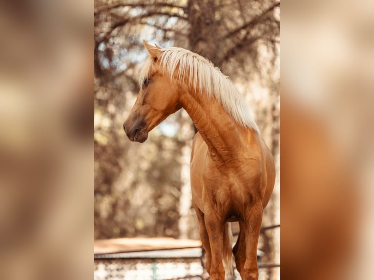 PRE Mix Mare 4 years 15.2 hh Palomino in Alcoi/Alcoy