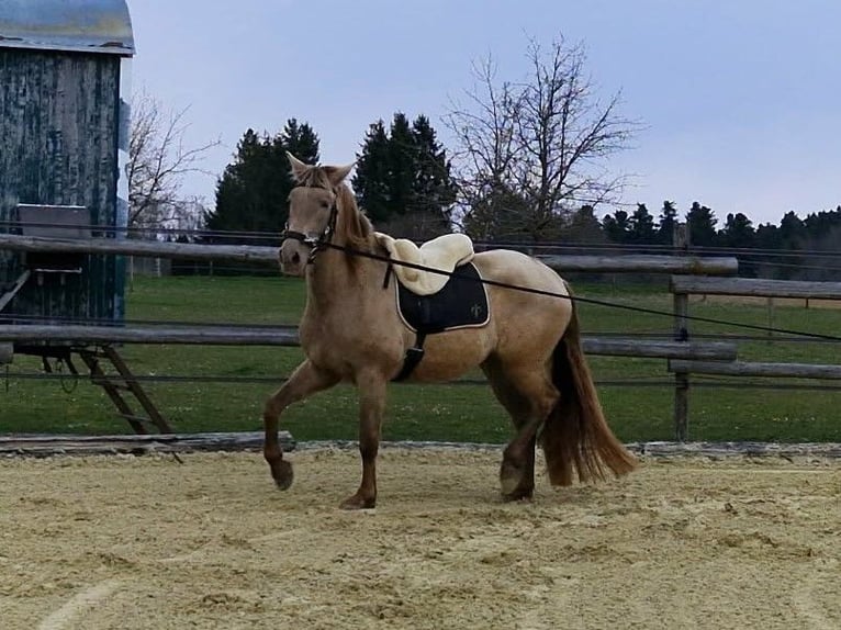 PRE Mare 4 years 15.2 hh Pearl in Balingen