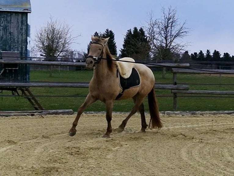 PRE Mare 4 years 15.2 hh Pearl in Balingen