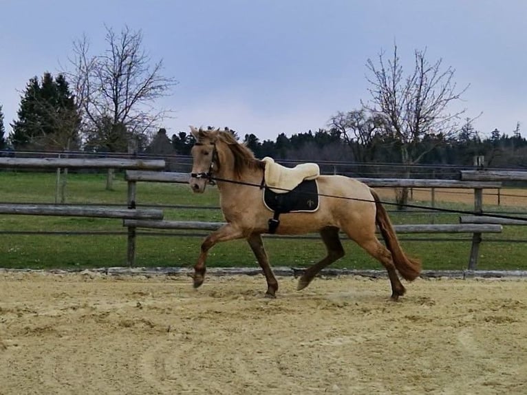 PRE Mare 4 years 15.2 hh Pearl in Balingen