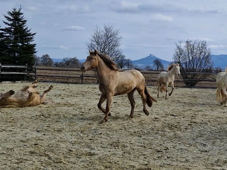 PRE Mare 4 years 15.2 hh Pearl in Balingen