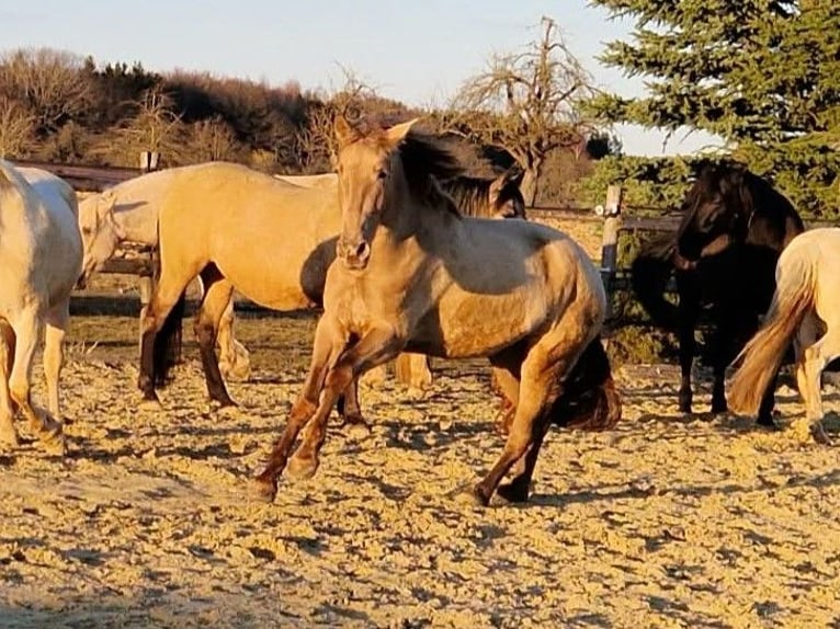 PRE Mare 4 years 15.2 hh Pearl in Balingen