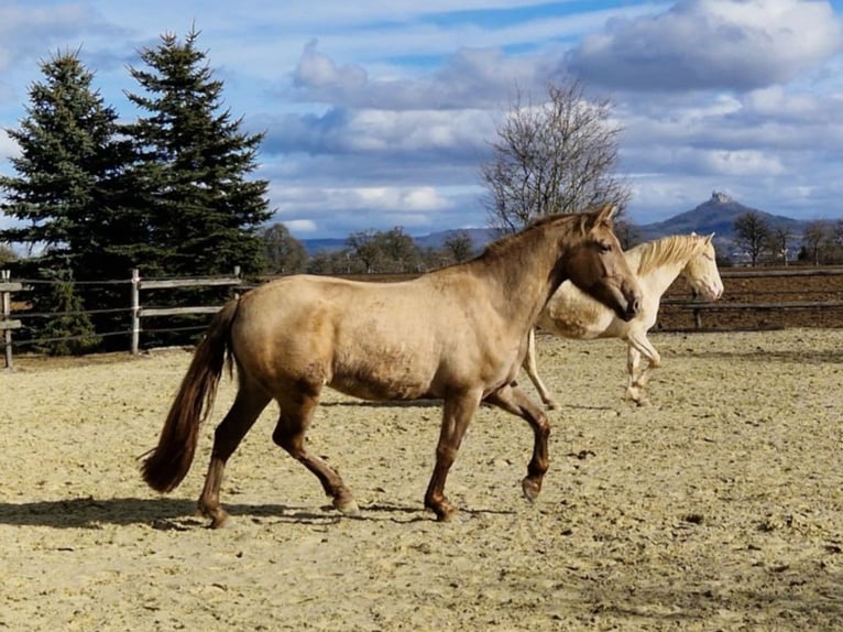 PRE Mare 4 years 15.2 hh Pearl in Balingen
