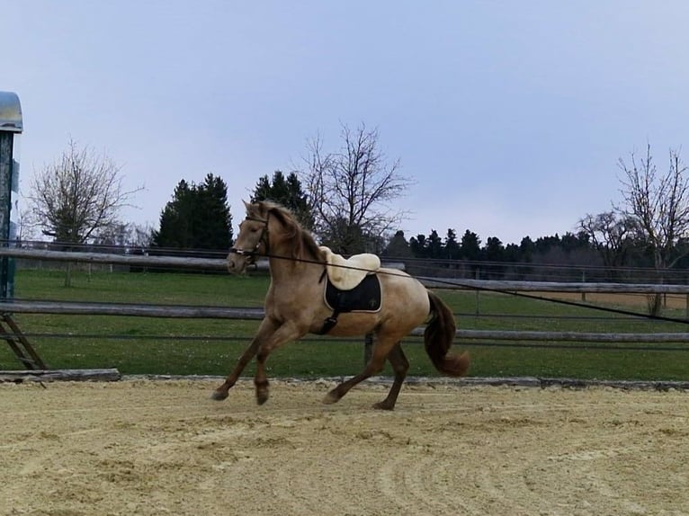 PRE Mare 4 years 15.2 hh Pearl in Balingen