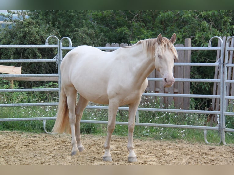 PRE Mix Mare 4 years 15,2 hh Perlino in Brauweiler