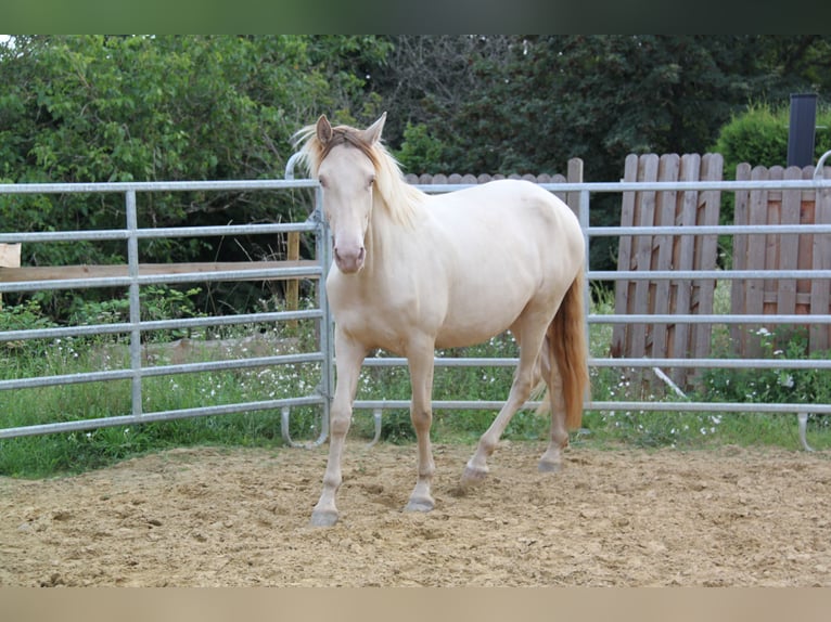 PRE Mix Mare 4 years 15,2 hh Perlino in Brauweiler