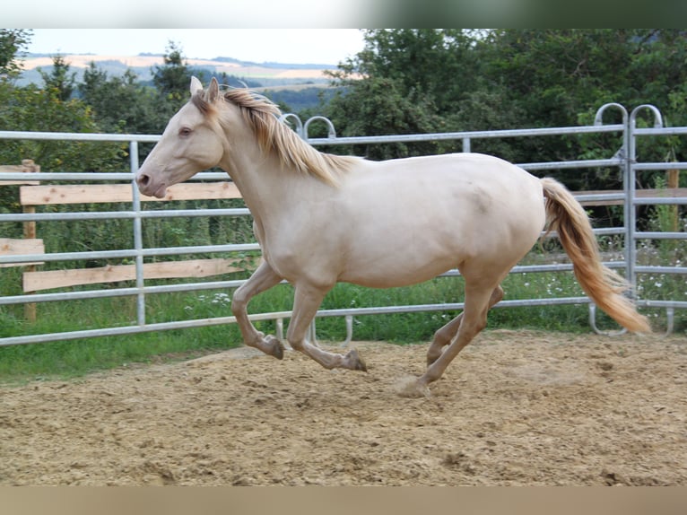 PRE Mix Mare 4 years 15,2 hh Perlino in Brauweiler