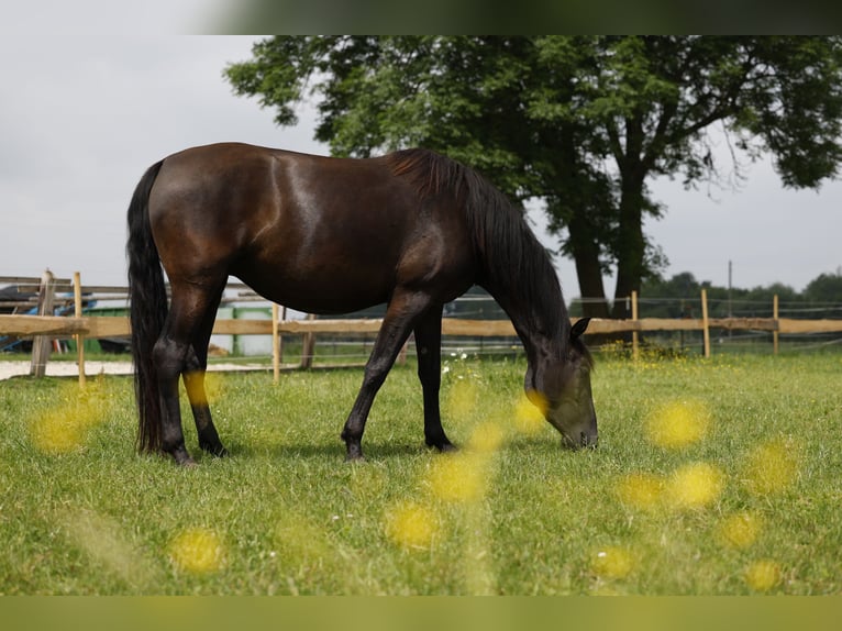 PRE Mare 4 years 15,2 hh in Rödinghausen