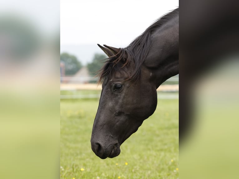 PRE Mare 4 years 15,2 hh in Rödinghausen