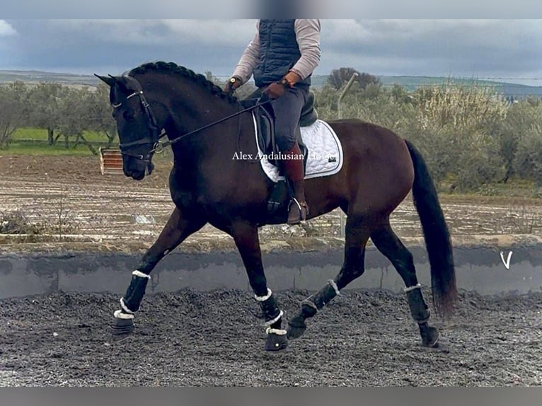 PRE Mix Mare 4 years 15.3 hh Black in Sevilla