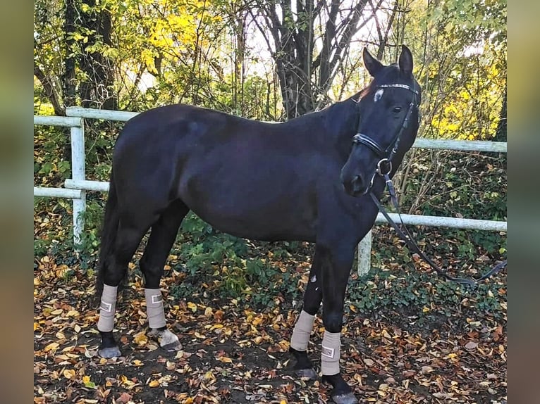 PRE Mare 4 years 15,3 hh Black in Drage