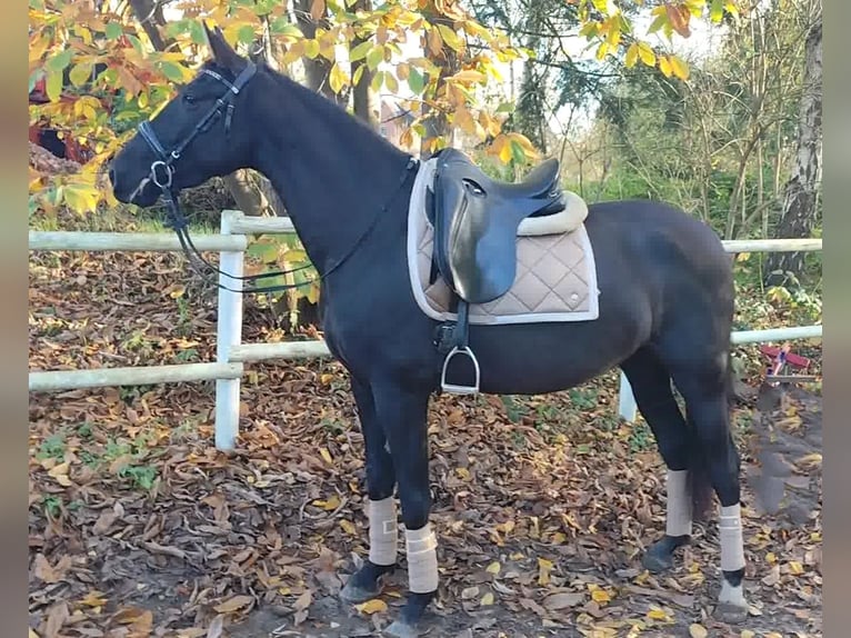 PRE Mare 4 years 15,3 hh Black in Drage