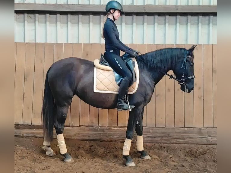 PRE Mare 4 years 15,3 hh Black in Drage