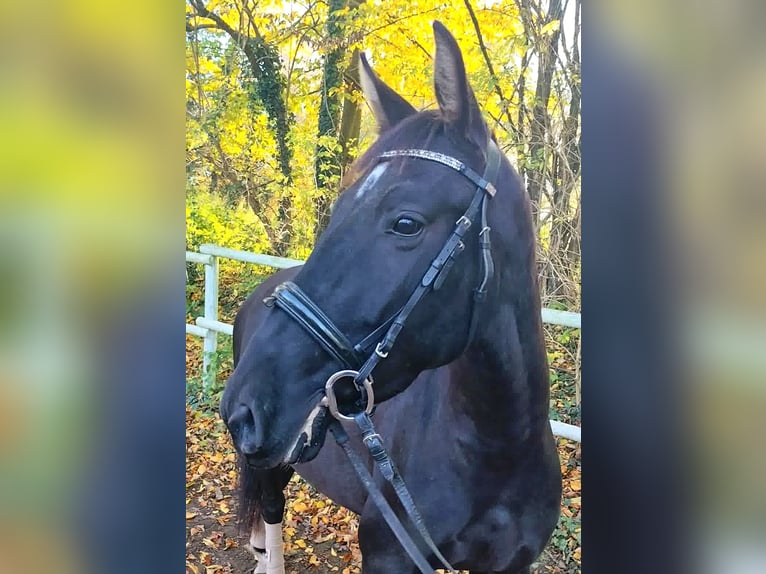 PRE Mare 4 years 15,3 hh Black in Drage