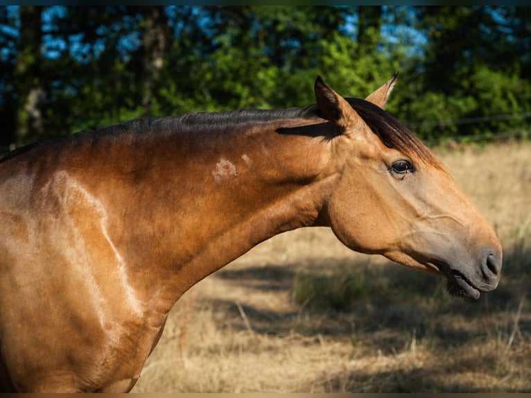 PRE Mare 4 years 15.3 hh Buckskin in Loye sur Arnon