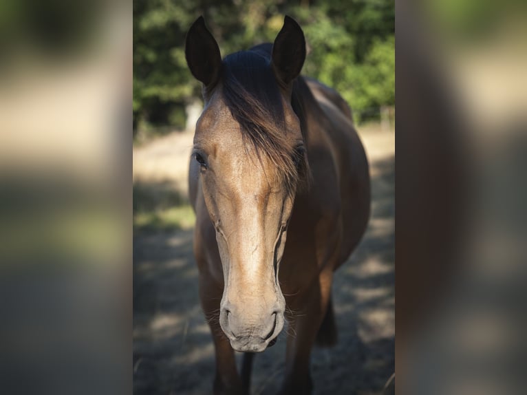 PRE Mare 4 years 15.3 hh Buckskin in Loye sur Arnon