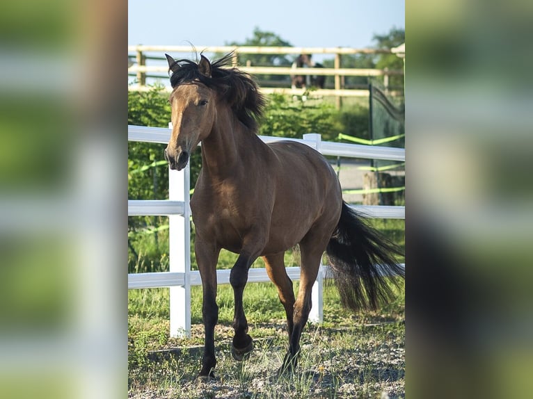 PRE Mare 4 years 15.3 hh Buckskin in Loye sur Arnon