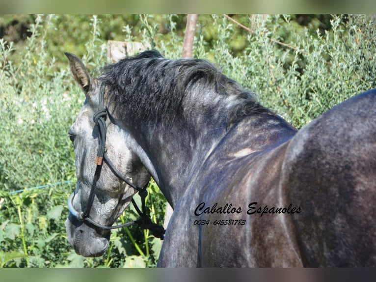 PRE Mare 4 years 15,3 hh Gray-Dapple in Vejer de la Frontera