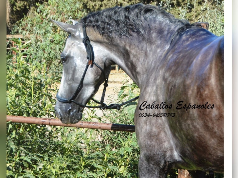 PRE Mare 4 years 15,3 hh Gray-Dapple in Vejer de la Frontera