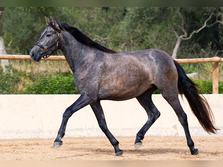 PRE Mare 4 years 15,3 hh Gray in Manacor