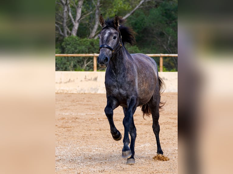 PRE Mare 4 years 15,3 hh Gray in Manacor