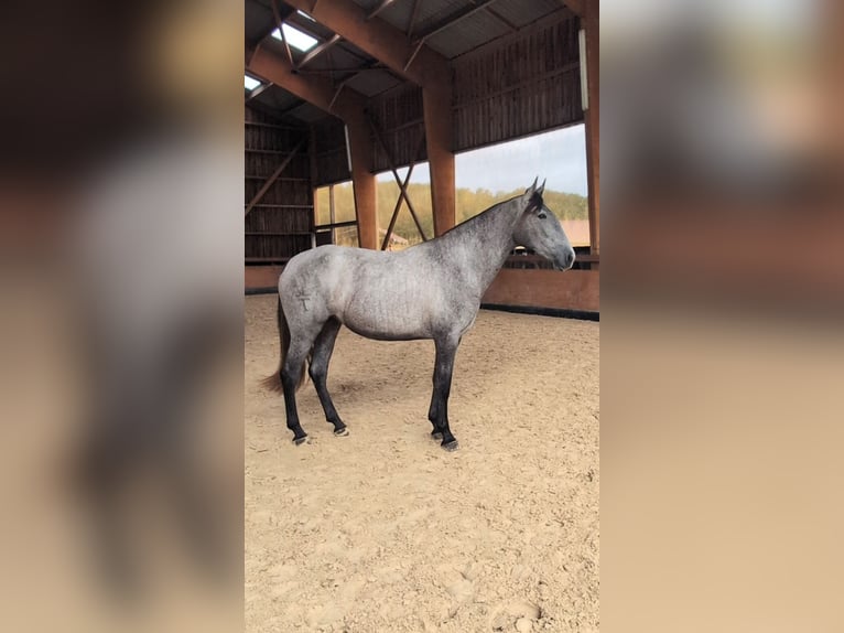 PRE Mare 4 years 15.3 hh Grey in CAUMONT
