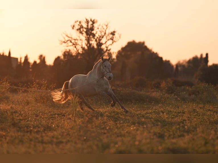PRE Mare 4 years 15.3 hh Grey in Felanitx