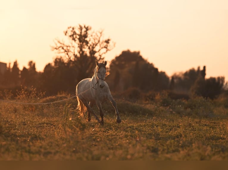 PRE Mare 4 years 15.3 hh Grey in Felanitx