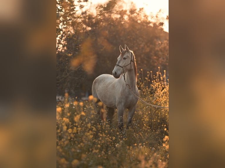 PRE Mare 4 years 15.3 hh Grey in Felanitx